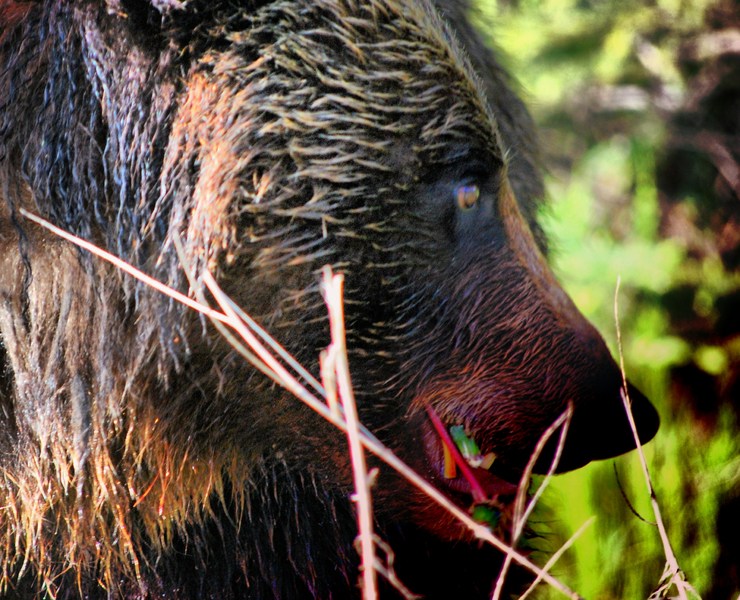 snacking grizzly : Wild Things : Peter Gabbarino Photographs 