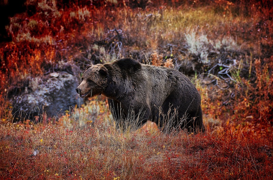 On the move grizzly ynp : Wild Things : Peter Gabbarino Photographs 