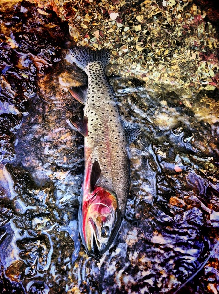 Hidden Lake Cutthroat : Wild Things : Peter Gabbarino Photographs 