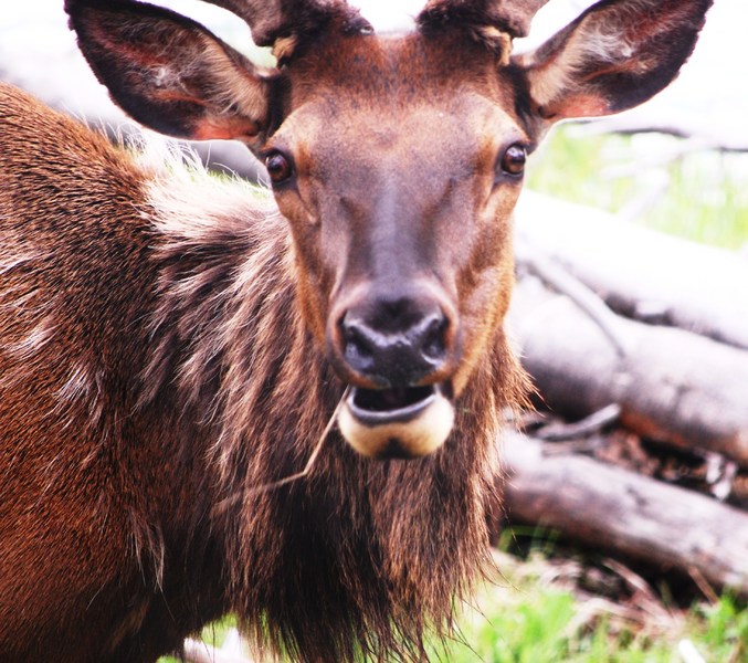 Madison goes to Yellowstone 09' 103.JPG : Wild Things : Peter Gabbarino Photographs 