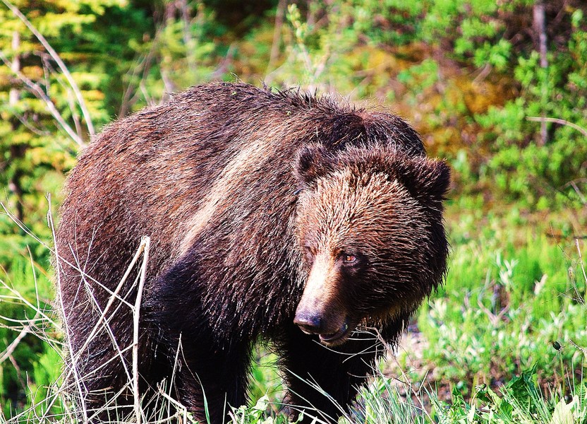 young griz : Wild Things : Peter Gabbarino Photographs 