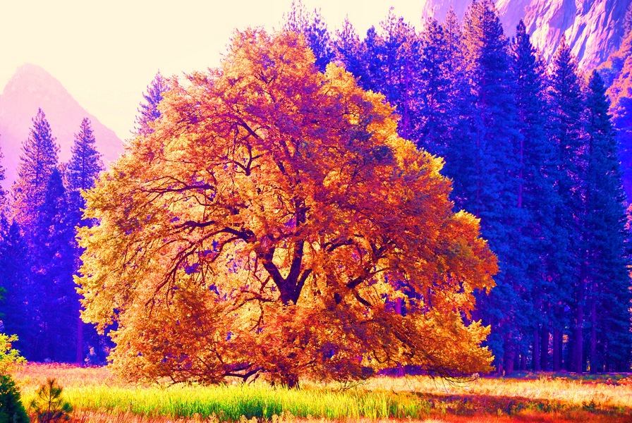 The Tree, Yosemite NP : Places : Peter Gabbarino Photographs 