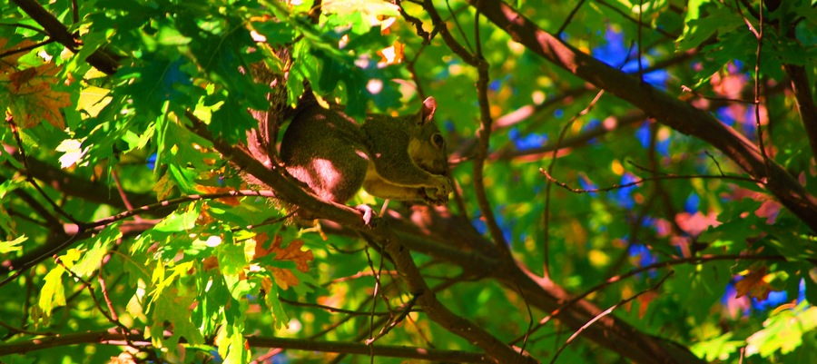 Yosemite Squirrel : Wild Things : Peter Gabbarino Photographs 