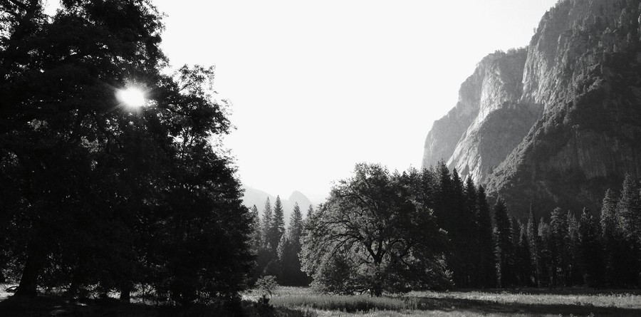 The Tree, Yosemite  : Places : Peter Gabbarino Photographs 