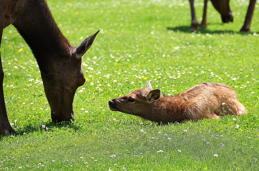 True comfort : Wild Things : Peter Gabbarino Photographs 