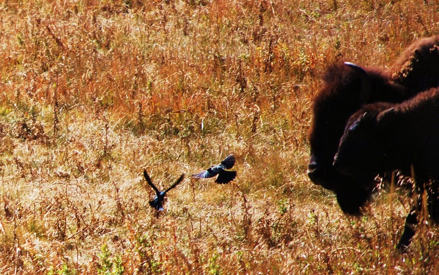 Yellowstone September 034.JPG : Wild Things : Peter Gabbarino Photographs 