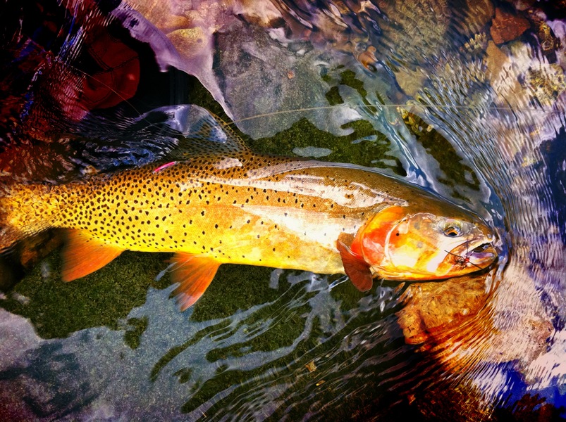 SR Cutthroat.jpg : Wild Things : Peter Gabbarino Photographs 