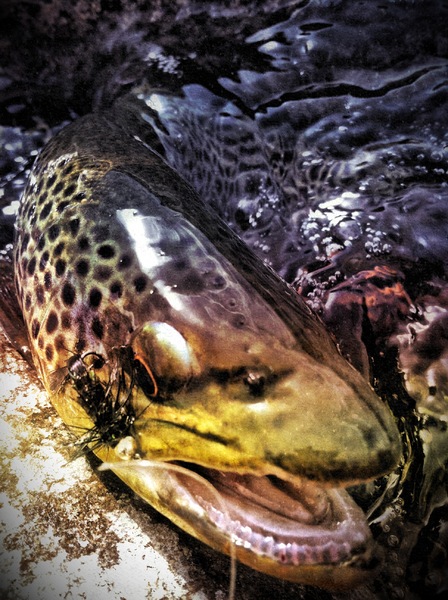 photo (60).JPG : Wild Things : Peter Gabbarino Photographs 