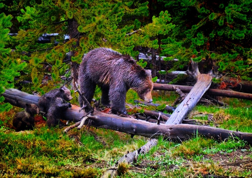 photo (42).JPG : Wild Things : Peter Gabbarino Photographs 