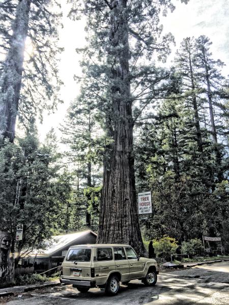 Big Tree TLC : Iconic Toyotas FJ40 & 60 Series  : Peter Gabbarino Photographs 