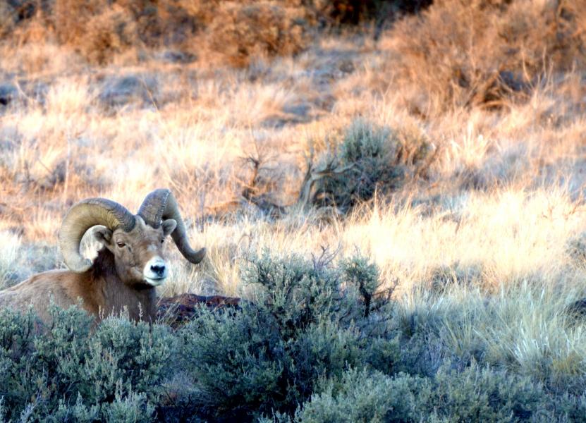  : Wild Things : Peter Gabbarino Photographs 
