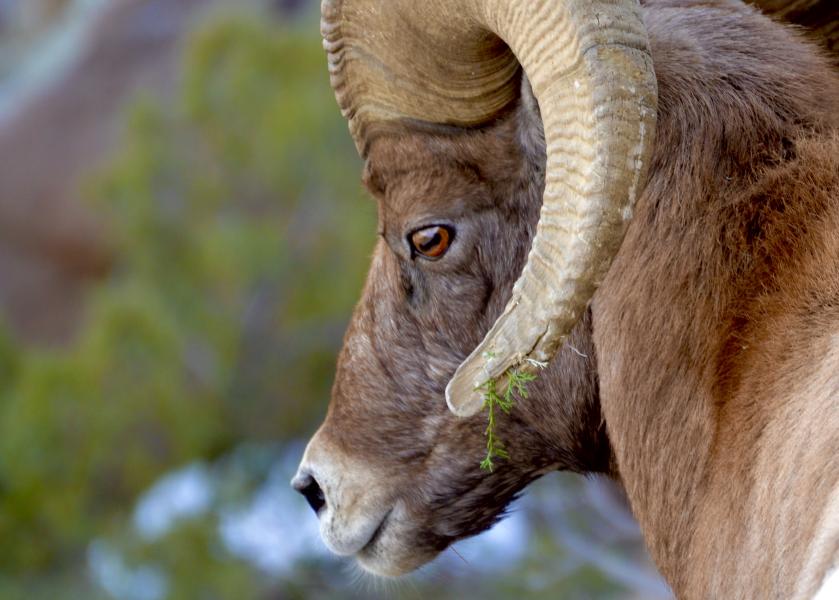  : Wild Things : Peter Gabbarino Photographs 