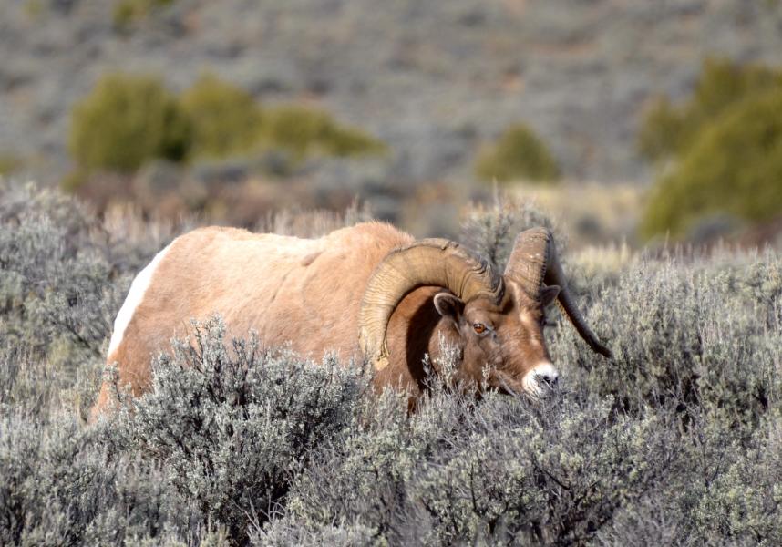  : Wild Things : Peter Gabbarino Photographs 