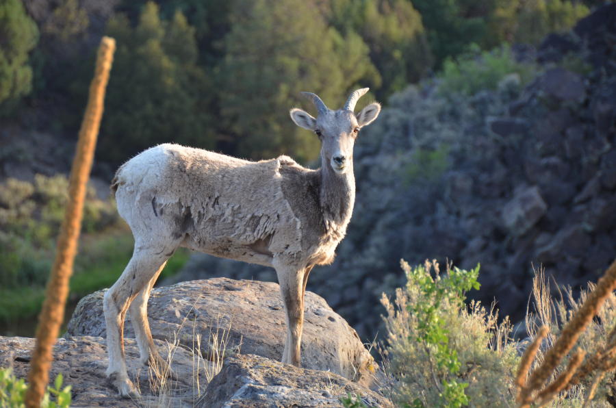  : Wild Things : Peter Gabbarino Photographs 