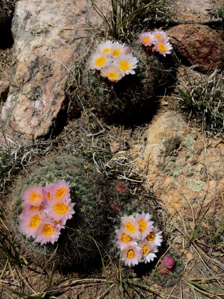  : Wild Things : Peter Gabbarino Photographs 
