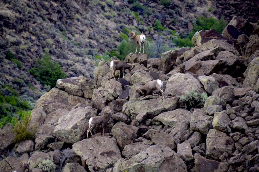  : Wild Things : Peter Gabbarino Photographs 