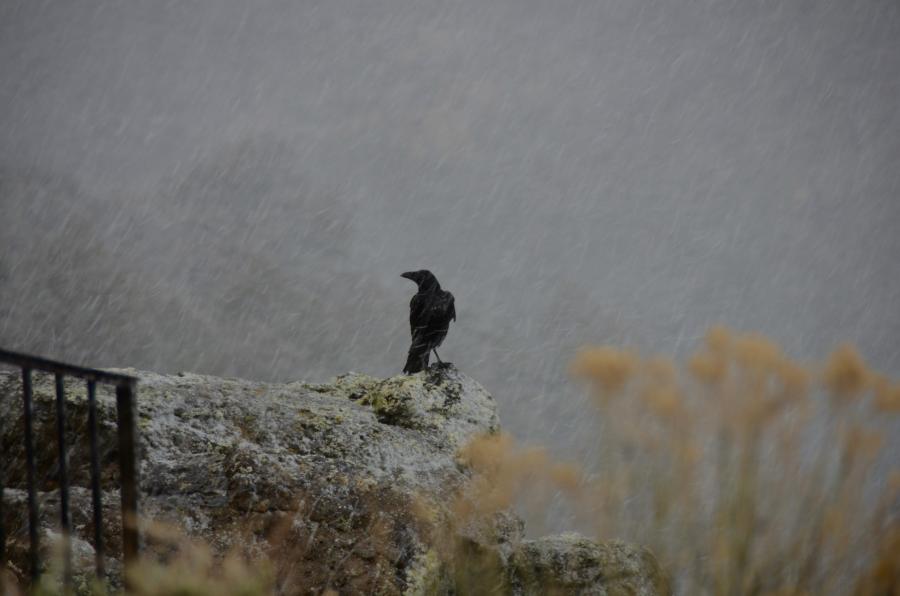  : Wild Things : Peter Gabbarino Photographs 