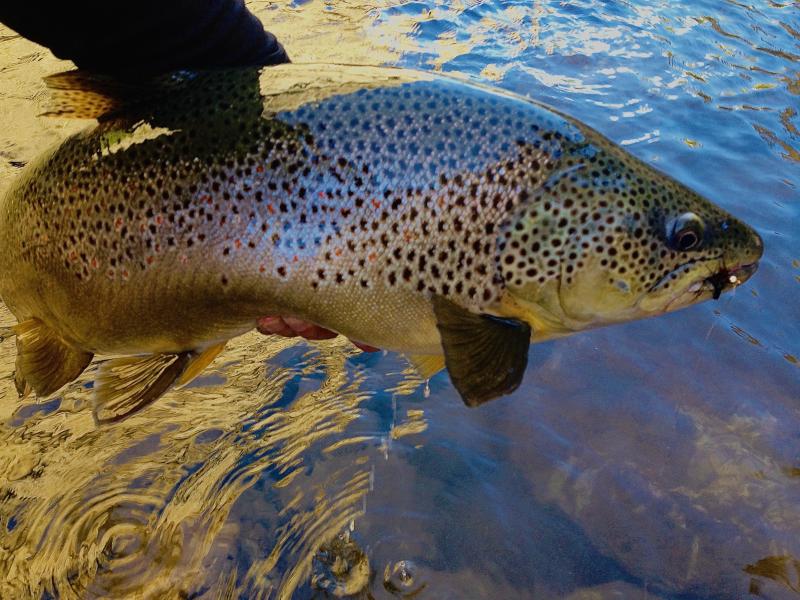  : Wild Things : Peter Gabbarino Photographs 