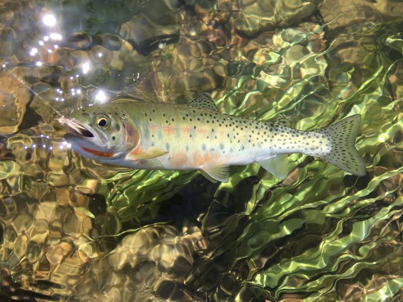  : Wild Things : Peter Gabbarino Photographs 