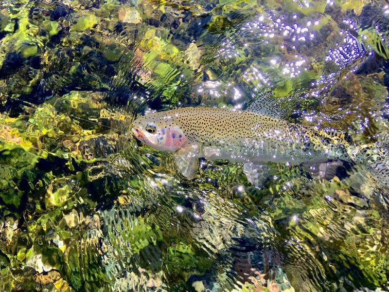  : Wild Things : Peter Gabbarino Photographs 