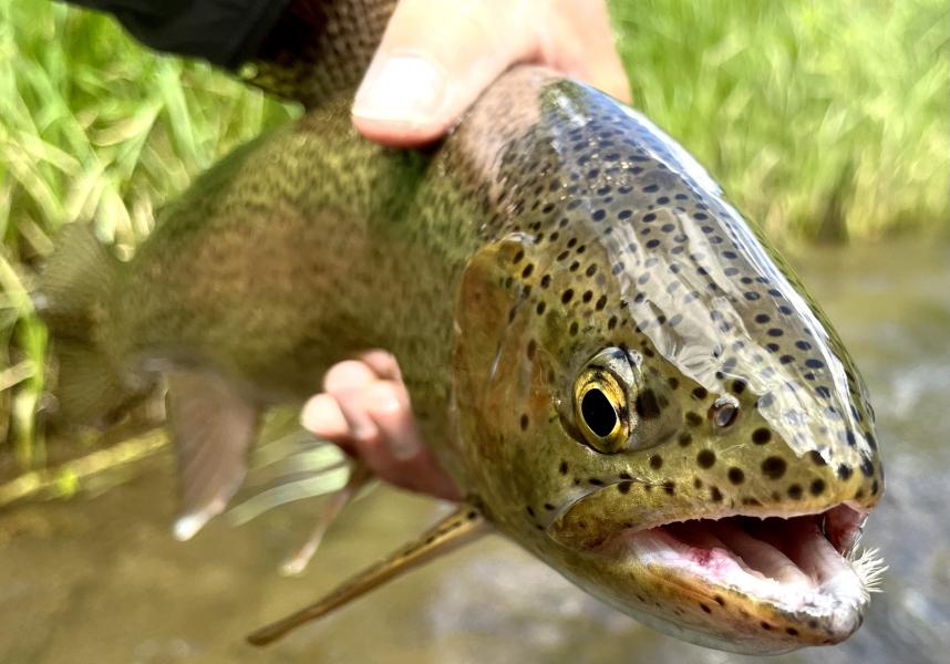  : Wild Things : Peter Gabbarino Photographs 