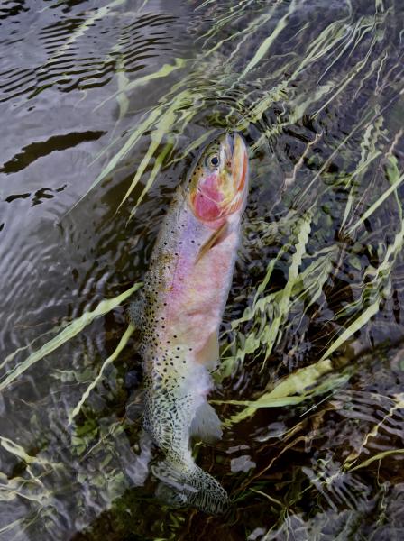  : Wild Things : Peter Gabbarino Photographs 