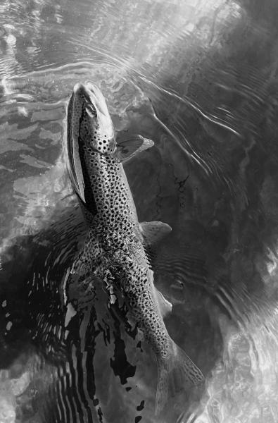  : Wild Things : Peter Gabbarino Photographs 