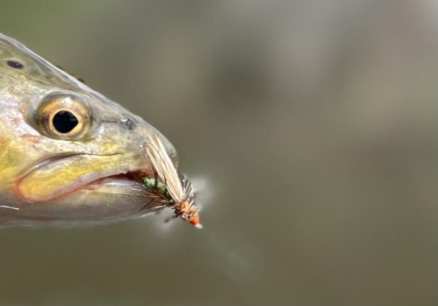  : Wild Things : Peter Gabbarino Photographs 