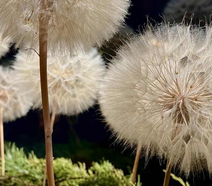  : Things : Peter Gabbarino Photographs 