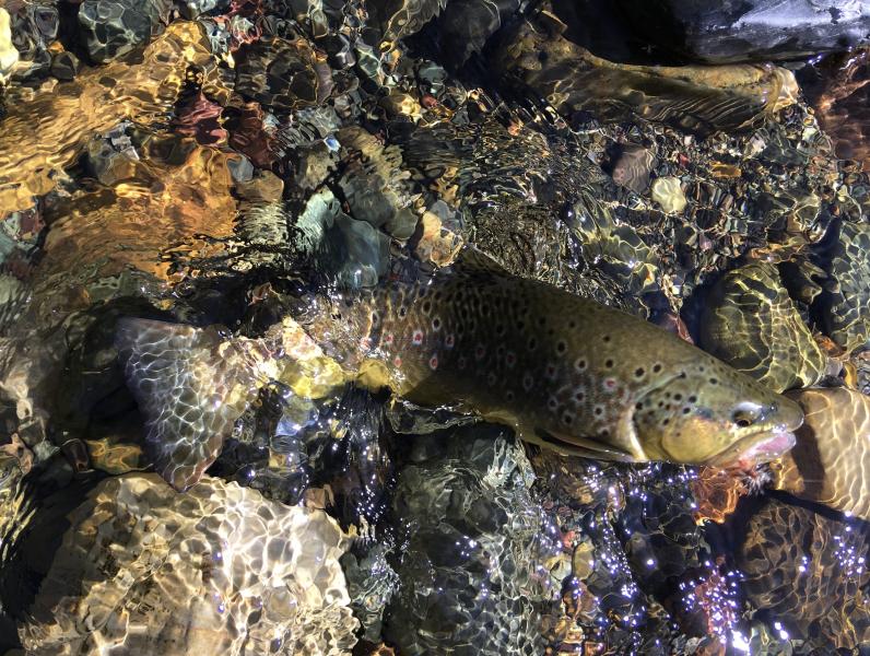  : Wild Things : Peter Gabbarino Photographs 