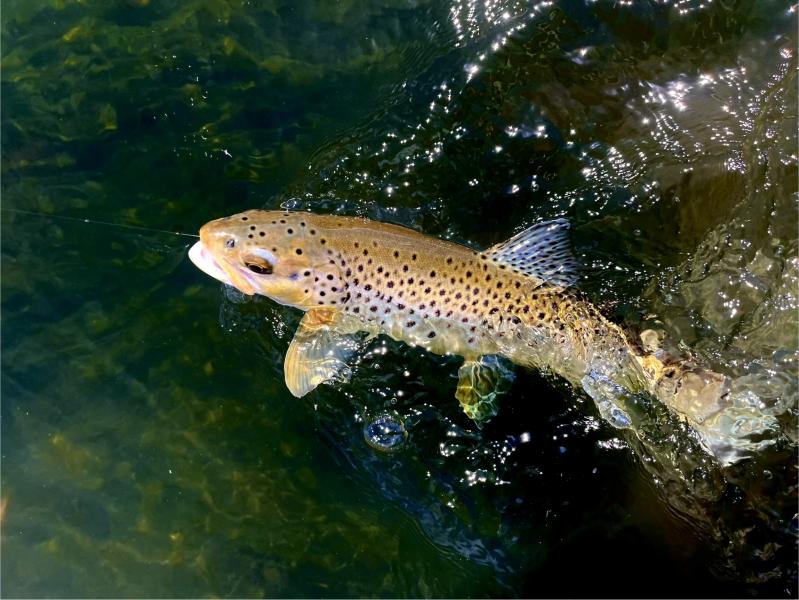  : Wild Things : Peter Gabbarino Photographs 