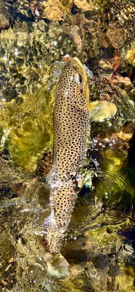  : Wild Things : Peter Gabbarino Photographs 
