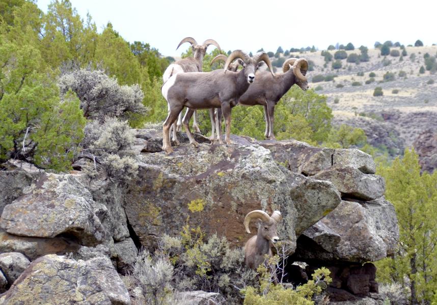  : Wild Things : Peter Gabbarino Photographs 