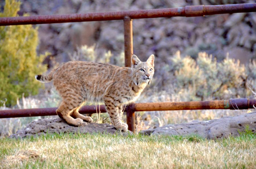  : Wild Things : Peter Gabbarino Photographs 