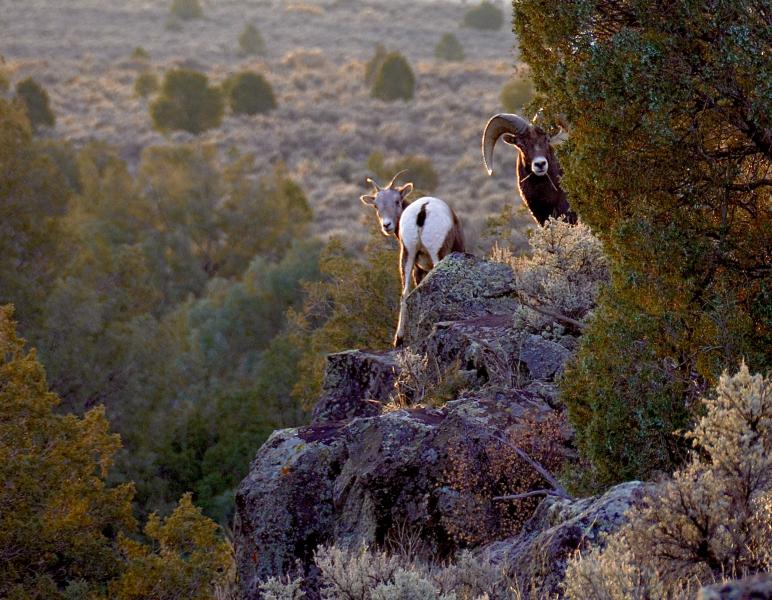  : Wild Things : Peter Gabbarino Photographs 