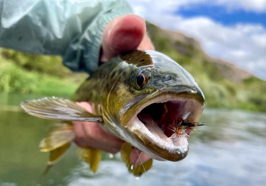  : Wild Things : Peter Gabbarino Photographs 